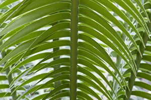 Images Dated 30th July 2014: Giant Dioon, or Gum Palm -Dioon spinulosum-, native to Mexico