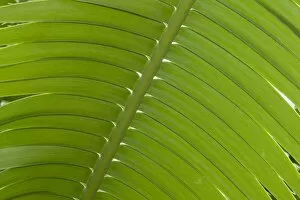 Palm Leaf Collection: Giant Dioon, or Gum Palm -Dioon spinulosum-, native to Mexico