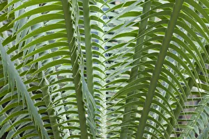 Images Dated 30th July 2014: Giant Dioon, or Gum Palm -Dioon spinulosum-, native to Mexico