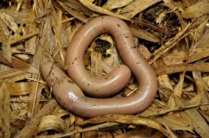 Worm Prints: Giant Earthworm -Lumbricidae- at the foot of the Gahinga Volcano