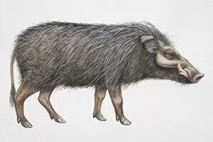 Artiodactyla Gallery: Giant Forest Hog (Hylochoerus meinertzhageni), side view