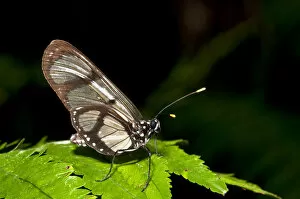 Images Dated 21st March 2013: Giant Glaswing -Methona confusa- perched on leaf, Tambopata Nature Reserve, Madre de Dios