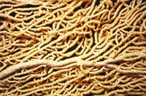 Giant Gorgonian Coral