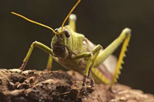 Insecta Gallery: Giant grasshopper