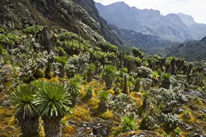 Uganda Prints: Giant Groundsels -Dendrosenecio- in the Rwenzori Mountains, Uganda