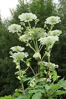 Giant hogweed or giant cow parsley -Heracleum mantegazzianum-, Allgaeu, Bavaria, Germany, Europe