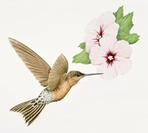 Giant Hummingbird, Patagona Gigas, golden brown bird in flight with a long beak next to pink flowers