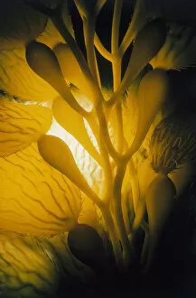 Jeff Rotman Underwater Photography Gallery: Giant Kelp