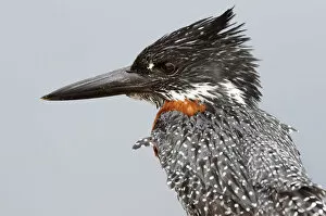 Images Dated 24th August 2009: Giant Kingfisher (Megaceryle maxim)