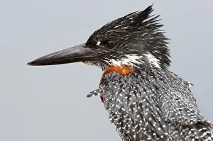 Feathers Collection: Giant Kingfisher (Megaceryle maxim)