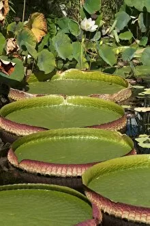 Nymphaea Gallery: Giant leaves of the Santa Cruz Water Lily or Irupe -Victoria cruziana