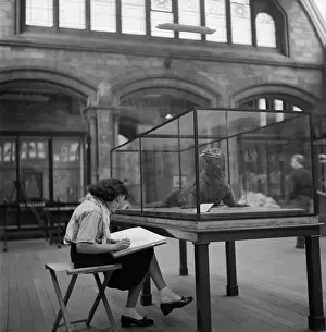 Museums And Libraries Prints: Giant Lizard