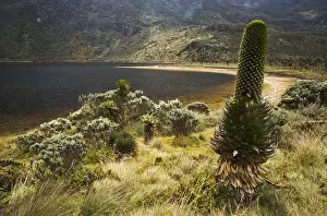 Uganda Prints: Giant Lobelia -Lobelia deckenii- surrounded by tussock on Bujuku Lake