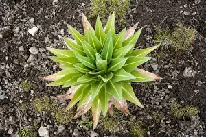 Giant lobelia, Simien Mountains, Ethiopia