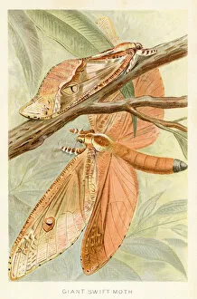 Images Dated 29th October 2018: Giant moth chromolithograph 1896