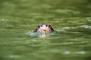 Giant otter (Pteronura brasiliensis) swimming, Peru