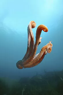 Images Dated 10th August 2012: Giant Pacific octopus or North Pacific giant octopus -Enteroctopus dofleini-, Japan Sea