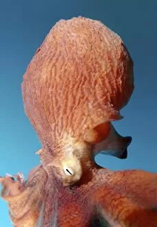 Images Dated 6th August 2012: Giant Pacific octopus or North Pacific giant octopus -Enteroctopus dofleini-, Japan Sea