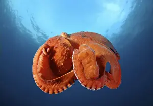 Octopus Prints: Giant Pacific octopus or North Pacific giant octopus -Enteroctopus dofleini