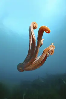 Swimming Prints: Giant Pacific octopus or North Pacific giant octopus -Enteroctopus dofleini