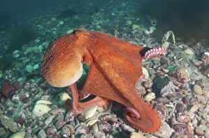 Giant Pacific octopus or North Pacific giant octopus -Enteroctopus dofleini-, Japan Sea, Primorsky Krai, Russian Federation