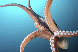Giant Pacific octopus or North Pacific giant octopus -Enteroctopus dofleini-, Japan Sea, Primorsky Krai, Russian Federation