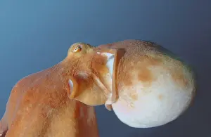 Giant Pacific octopus or North Pacific giant octopus -Enteroctopus dofleini-, Japan Sea, Primorsky Krai, Russian Federation
