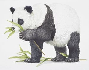 Giant Panda, Ailuropoda melanoleuca eating some bamboo leaves