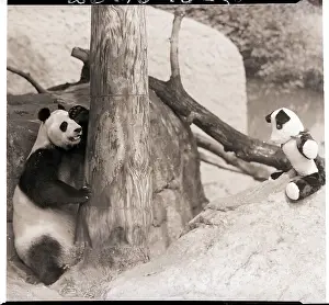 Hiding Prints: Giant Panda Hides from Stuffed Toy Bear