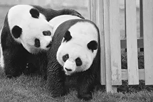 Giant Pandas Hsing-Hsing and Ling-Ling