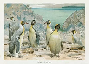 Images Dated 26th October 2018: Giant penguin chromolithograph 1896