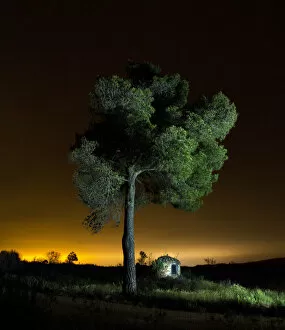 Images Dated 30th June 2011: Giant pine tree