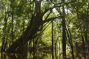 Images Dated 29th July 2013: Giant rainforest tree in the flooded Varzea forest, Mamiraua National Park, Manaus, Amazonas, Brazil