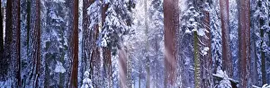 Giant redwood trees (Sequoiadendron giganteum) winter, California, USA