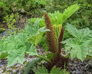 Giant Rhubarb -Gunnera manicata-, Pumalin Park, Chaiten, Los Lagos Region, Chile