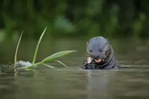 Otter Prints: Giant River Otter (Pteronura brasiliensis)