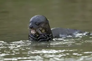 Giant River Otter (Pteronura brasiliensis)
