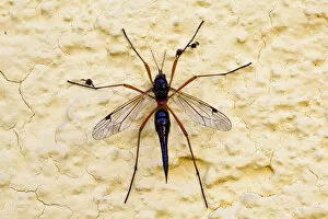 Images Dated 10th June 2011: Giant sabre comb-horn cranefly -Tanyptera atrata-, wine district, Lower Austria, Austria, Europe