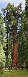 Images Dated 4th September 2012: Giant sequoia General Sherman -Sequoiadendron giganteum- in the Giant Forest