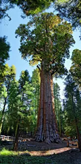 Woodland Gallery: Giant sequoia General Sherman -Sequoiadendron giganteum- in the Giant Forest