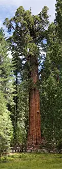 Giant Prints: Giant sequoia General Sherman -Sequoiadendron giganteum- in the Giant Forest