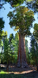 California Prints: Giant sequoia General Sherman -Sequoiadendron giganteum- in the Giant Forest