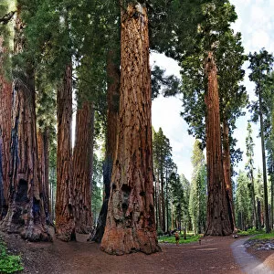 Giant sequoia -Sequoiadendron giganteum-, in front a visitor, Giant Forest, Sequoia National Park, California
