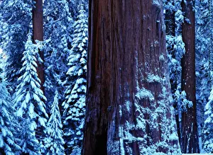 Sequoia Tree Prints: Giant sequoia (Sequoiadendron giganteum) winter, USA, close-up