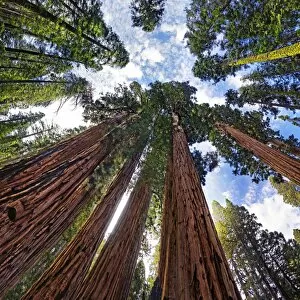 Natural Preserve Gallery: Giant sequoia trees -Sequoiadendron giganteum-, frog perspective, the Giant Forest