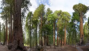 Huge Prints: Giant sequoia trees -Sequoiadendron giganteum- in the Giant Forest