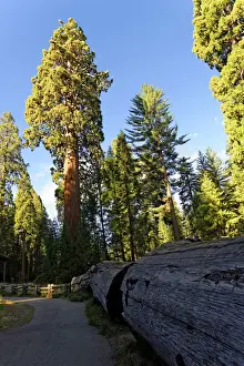 Giant Prints: Giant sequoia trees -Sequoiadendron giganteum- in the Giant Forest