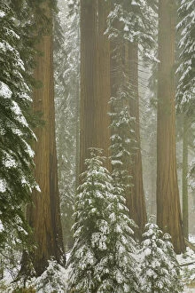 Images Dated 10th November 2008: Giant Sequoia trees in snow, Sequoia N.P