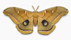 Giant silk moth (male) on white background, overhead view