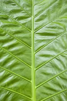 Images Dated 18th January 2011: Giant Taro -Colocasia gigantea-, detail of large green leaf, Thailand, Asia